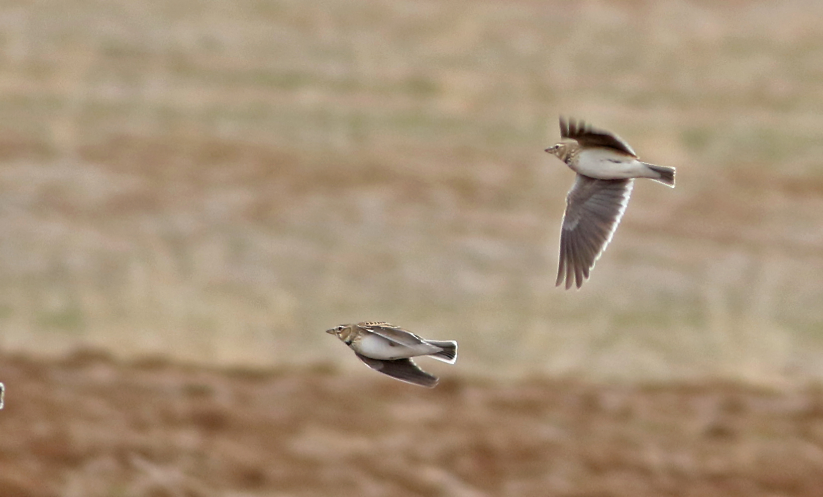 Eurasian Skylark